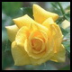 rosebud rosebud